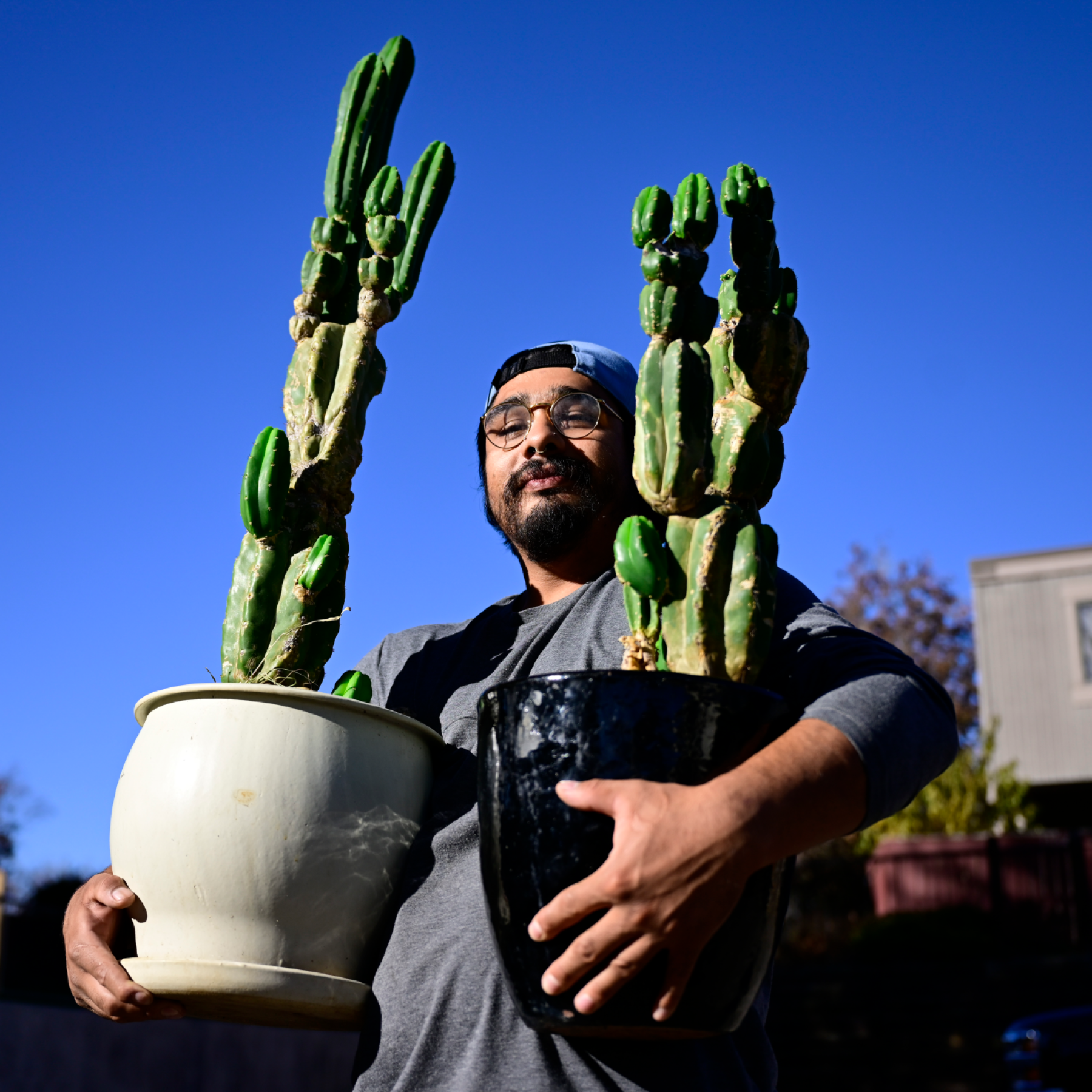 Discover sacred cactus, sacred cacti, and psychedelic cactus varieties with deep cultural and spiritual roots, delivered safe and discreet to the comfort of your home