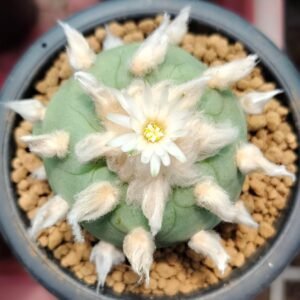 Lophophora diffusa