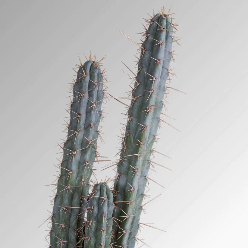 Buy Peruvian Torch Cactus (Echinopsis peruviana) online. Fast-growing, blue-green sacred cactus for collectors and enthusiasts.