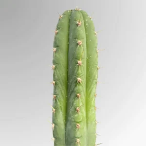 Shop authentic San Pedro Cactus (Echinopsis pachanoi) online. Fast-growing, hand-selected, and we provide discreet shipping to all locations