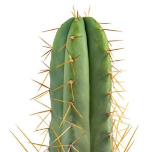 Buy Bolivian Torch Cactus (Echinopsis lageniformis) onlinewith discreeet shipping . A fast-growing sacred cactus from Bolivia..