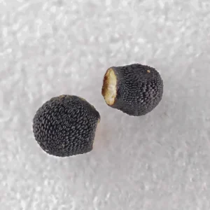 Buy Peyote Cactus seeds (Lophophora williamsii) online. High-quality seeds for collectors and enthusiasts. Grow your own authentic sacred cactus today.