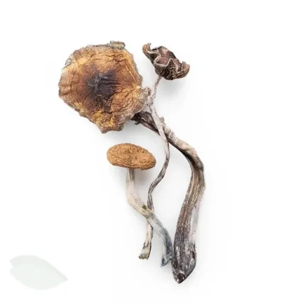 buy Aztec God Mushrooms known for its mind-expanding effects and vivid, spiritual journey. Perfect for those seeking deep introspection and connection to higher realms. Buy online now with fast, discreet shipping