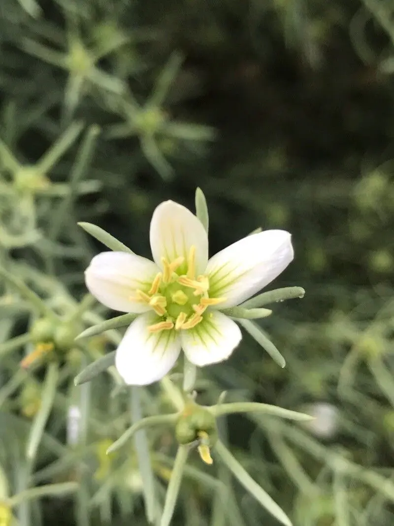 8e7004a115b1f57b39444a67be8ab083afc64d59 Peganum harmala - Image 1