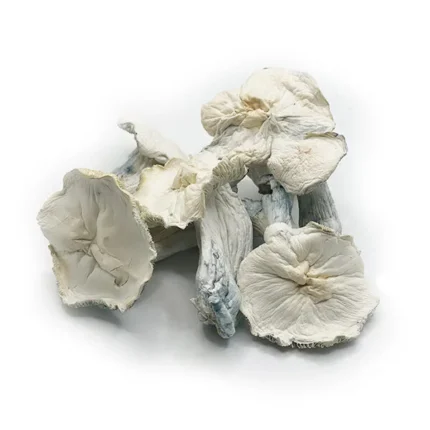 Buy Jack Frost mushrooms online – a rare, potent Psilocybe cubensis strain with a frosty white appearance and powerful psychedelic effects