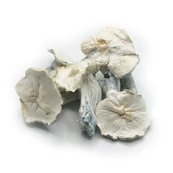 ack Frost mushrooms Buy Jack Frost mushrooms online – a rare, potent Psilocybe cubensis strain with a frosty white appearance and powerful psychedelic effects
