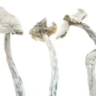 albino amazonian mushrooms - Image 2