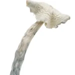buy Albino Amazonian mushrooms is a special psilocybin cubensis mushroom strain. Amazonian is an OG classic magic mushroom strain and long-time favourite of ‘shroom lovers.