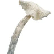 buy Albino Amazonian mushrooms is a special psilocybin cubensis mushroom strain. Amazonian is an OG classic magic mushroom strain and long-time favourite of ‘shroom lovers.