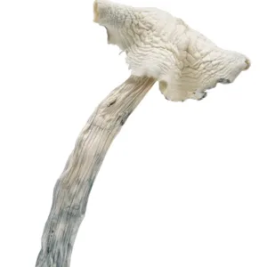 buy Albino Amazonian mushrooms is a special psilocybin cubensis mushroom strain. Amazonian is an OG classic magic mushroom strain and long-time favourite of ‘shroom lovers.