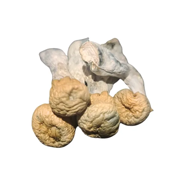buy Albino Chodewave mushroom known for its intense effects and unique appearance. Perfect for those seeking a powerful and immersive experience. Buy online now with fast, discreet shipping