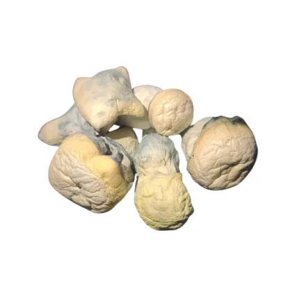 buy Albino Emerald Gates mushroom known for its vibrant potency and transformative effects. Perfect for deep exploration and mindful experiences. Buy online now with fast, discreet shipping