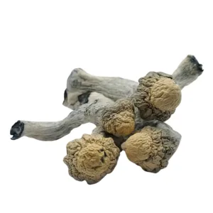 buy Albino MVP mushroom strain known for its potent effects and smooth experience. Perfect for those seeking deep exploration and euphoria. Buy online now with fast, discreet shipping