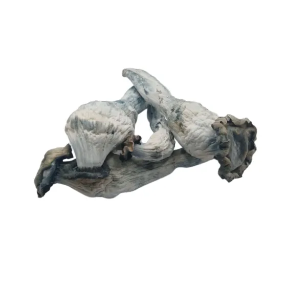 Albino-Riptide buy Albino Riptide mushroom known for its intense waves of euphoria and deep introspection. Perfect for seasoned explorers seeking a transformative experience. Buy online now with fast, discreet shipping