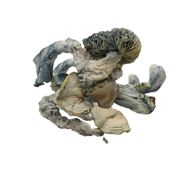 Albino-Trinity buy Albino Trinity mushroom known for its deep, introspective effects and vibrant visuals. Perfect for experienced users seeking a transformative and enlightening experience. Buy online now with fast, discreet shipping