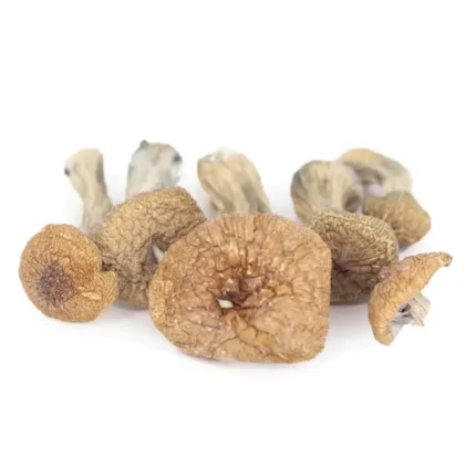 buy Burma Mushrooms train known for its euphoric, uplifting effects and mild, smooth visuals. Ideal for those looking for a balanced and enjoyable experience. Buy online now with fast, discreet shipping