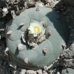 Buy false peyote online (Lophophora diffusa), a rare ornamental cactus ideal for collectors and cactus gardens.