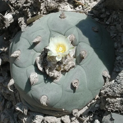 Buy false peyote online (Lophophora diffusa), a rare ornamental cactus ideal for collectors and cactus gardens.