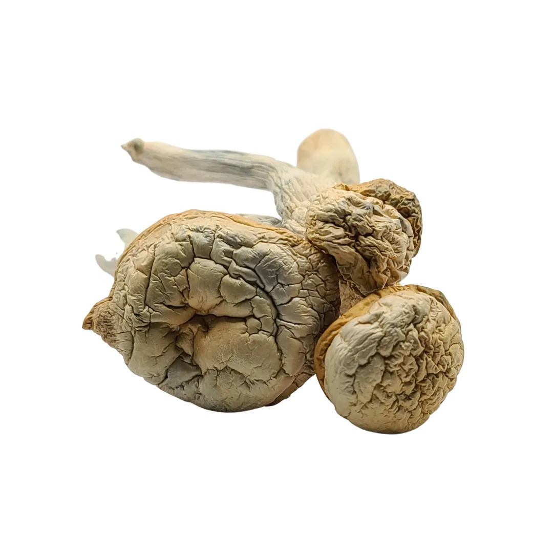 Green-Cap-Thrasher.png green cap thrasher - Image 1