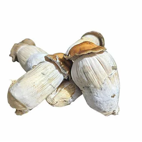 Hillbilly Mushrooms Hillbilly Mushrooms – a popular and potent strain known for its balanced effects, offering a mix of euphoria, creativity, and mild visuals. Ideal for those looking for an enjoyable and smooth experience. Buy online now with fast, discreet shipping