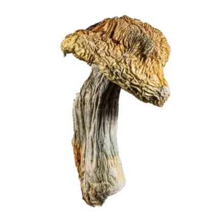 Bluey Vuitton Mushrooms strain known for its intense effects and vibrant visuals. Perfect for those seeking a high-quality, mind-expanding experience. Buy online now with fast, discreet shipping