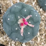 buy peyote cactus(Lophophora williamsii) online supplied with discreet shipping to all locations from the comfort of your home