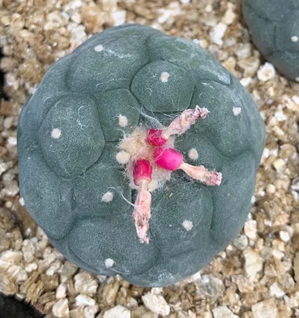 buy peyote cactus(Lophophora williamsii) online supplied with discreet shipping to all locations from the comfort of your home