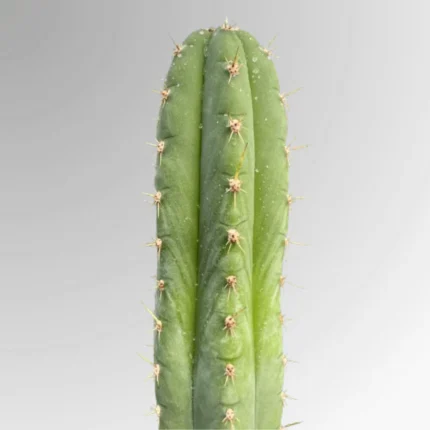 San Pedro cactus (Echinopsis pachanoi), ethically sourced and fast‑growing, ideal for collectors and ornamental gardens. Discreet shipping worldwide.