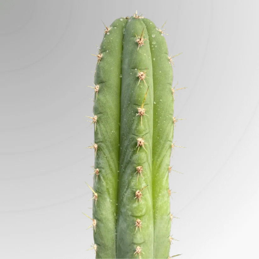 San Pedro Cactus San Pedro cactus (Echinopsis pachanoi), ethically sourced and fast‑growing, ideal for collectors and ornamental gardens. Discreet shipping worldwide.