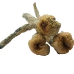 Buy Trinity mushrooms online – a potent Psilocybe cubensis strain known for its deep introspection, vivid visuals, and powerful psychedelic effects