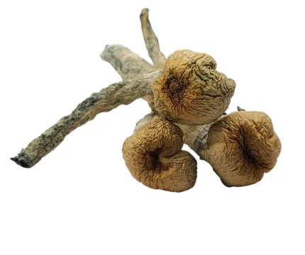 Buy Trinity mushrooms online – a potent Psilocybe cubensis strain known for its deep introspection, vivid visuals, and powerful psychedelic effects