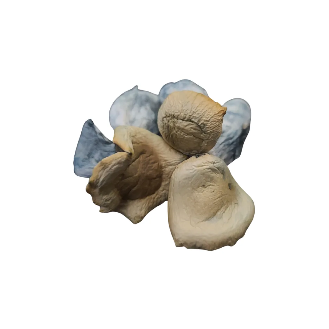 Untitled-design37.png Buy Koh Samui mushrooms online – a potent Psilocybe cubensis strain from Thailand, known for its energetic and euphoric psychedelic effects.