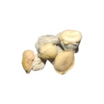 buy Albino Gumby mushroom known for its uplifting effects and smooth experience. Perfect for both beginners and experienced users. Buy online now with fast, discreet shipping