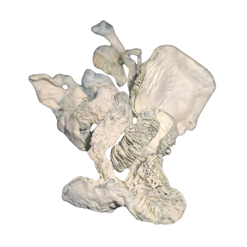 albino-lizard-king.png Albino Lizard King - Image 1