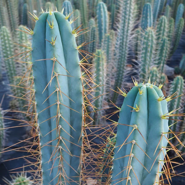 Discover the Bolivian Torch cactus care (Echinopsis lageniformis), a stunning columnar cactus from Bolivia. Learn how to grow, care, and propagate this resilient plant, plus important legal and cultural notes.