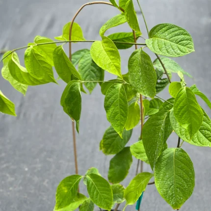 Buy Banisteriopsis caapi vine. Ethically sourced, premium Amazonian botanical for collectors and research.