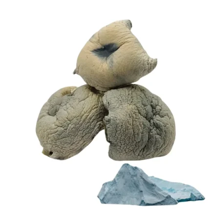 buy Albino Thai Lipa Yai known for its euphoric effects and uplifting experience. Ideal for those seeking a balanced yet intense journey. Buy online now with fast, discreet shipping