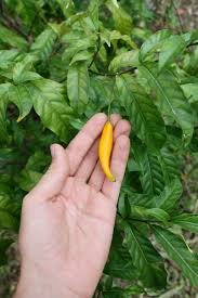 Buy Tabernanthe iboga, a rare African ethnobotanical plant. Ethically sourced and carefully prepared for collectors, research, and study