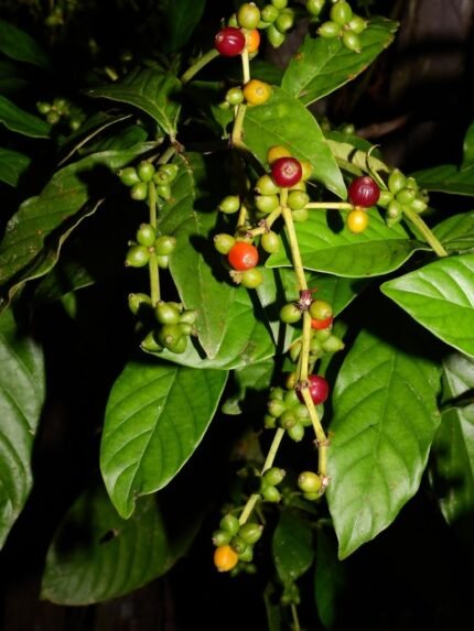 Buy premium Psychotria viridis (Chacruna) leaves. Ethically sourced, high-quality Amazonian botanical for collectors and research.