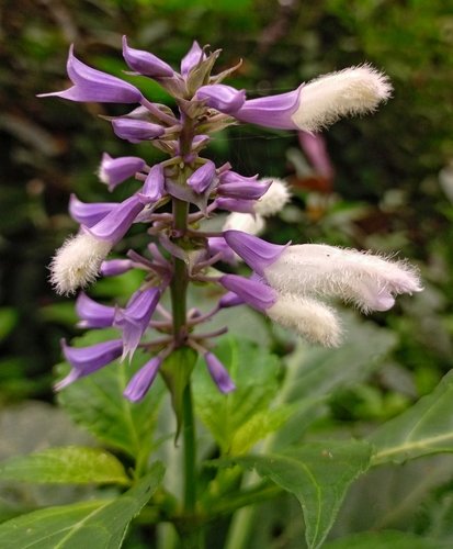 Buy Salvia divinorum, a rare Mazatec ethnobotanical sage. Ethically sourced and carefully prepared for collectors, research, and study.