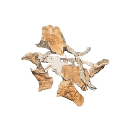 Buy Melmac mushrooms online – a potent Psilocybe cubensis strain, a variation of Penis Envy, known for intense visuals and a powerful psychedelic experience