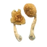 buy african Transkei Mushroom (Psilocybe Cubensis, African Transkei), aka South African Transkei, we offer discreet shipping to all locations