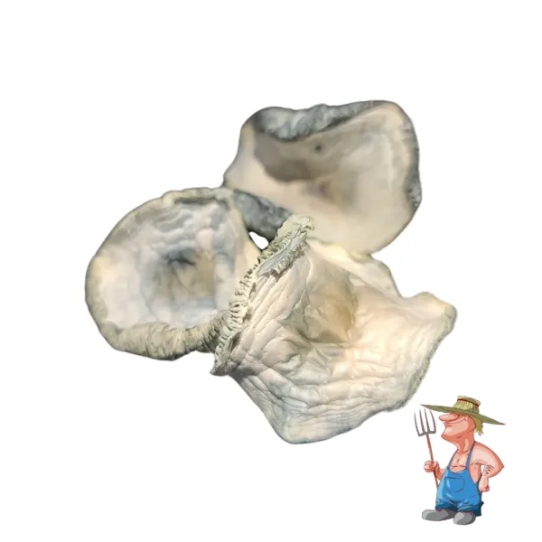 buy Albino Hillbilly mushroom known for its balanced effects, offering both euphoria and deep introspection. Perfect for beginners and experienced users alike. Buy online now with fast, discreet shipping