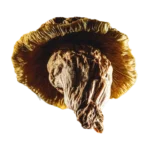 Buy Yeti mushroom strain online – a rare and powerful Psilocybe cubensis strain known for intense visuals, deep introspection, and a transformative psychedelic experience.