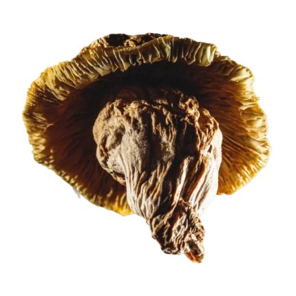 Buy Yeti mushroom strain online – a rare and powerful Psilocybe cubensis strain known for intense visuals, deep introspection, and a transformative psychedelic experience.