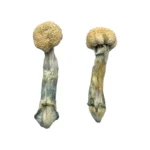 albino treasure coast