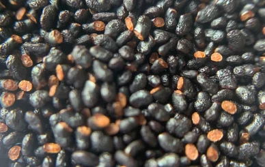 Discover sacred cactus seeds, rare ornamental varieties prized by collectors. Learn how to grow San Pedro, Peyote, Bolivian Torch, and more with expert care tips.