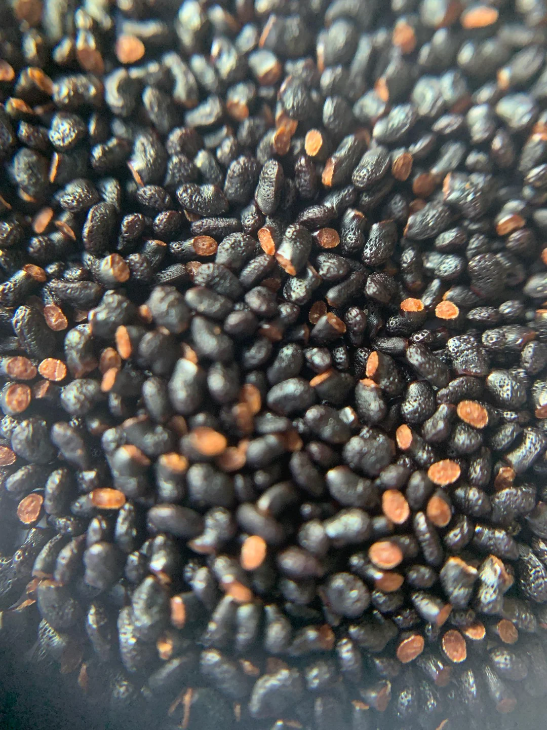 Sacred Cactus Seeds: A Collector’s Guide to Rare and Ornamental Varieties