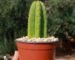 Discover where to buy san pedro cactus and its effects legally for ornamental use. Learn about its growth habits, where to find reputable nurseries, and the effects and risks of its primary alkaloid, mescaline.