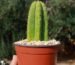 Discover where to buy san pedro cactus and its effects legally for ornamental use. Learn about its growth habits, where to find reputable nurseries, and the effects and risks of its primary alkaloid, mescaline.